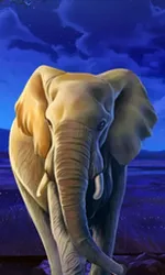 African Elephant